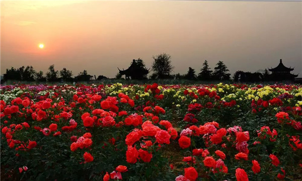月季园.jpg 月季园.jpg
