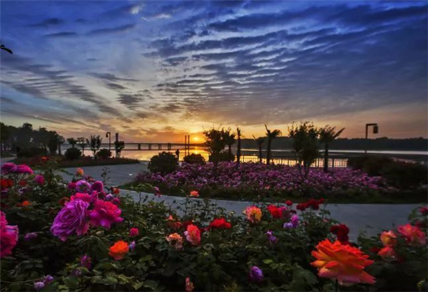 月季海洋.jpg 月季海洋.jpg