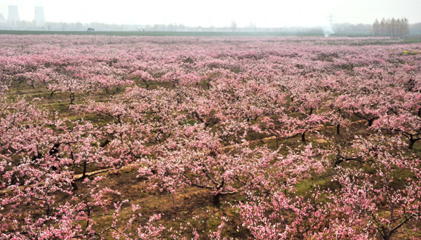 桃花.jpg 桃花.jpg