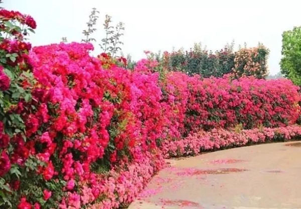 月季花.jpg 月季花.jpg