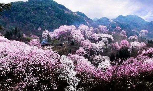 辛夷花.jpg 辛夷花.jpg