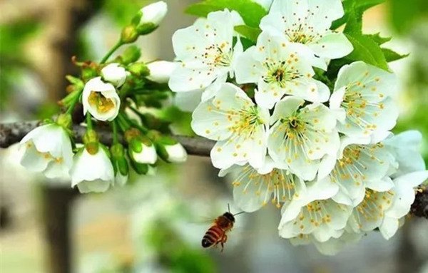 樱桃花.jpg 樱桃花.jpg