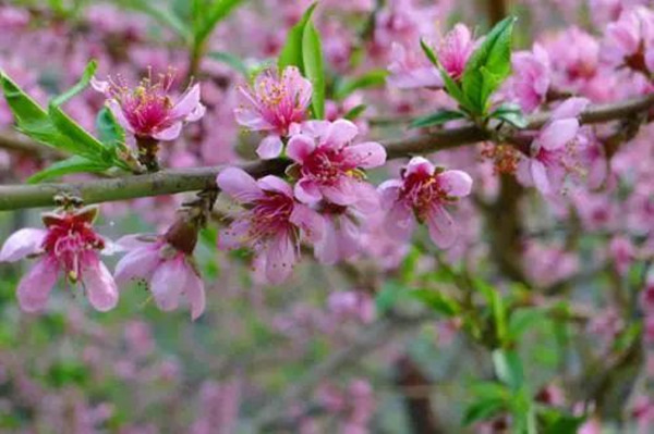 油桃花.jpg 油桃花.jpg