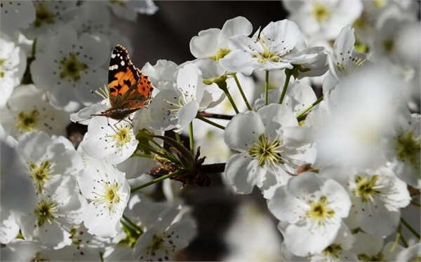 梨花.jpg 梨花.jpg