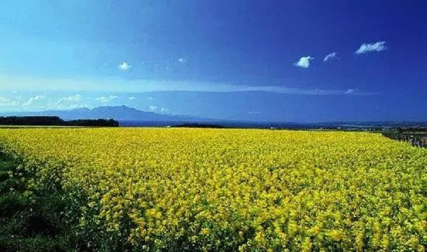 油菜花.jpg 油菜花.jpg