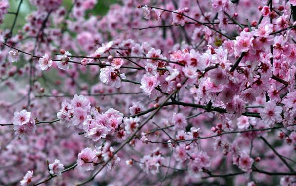 梅花.jpg 梅花.jpg