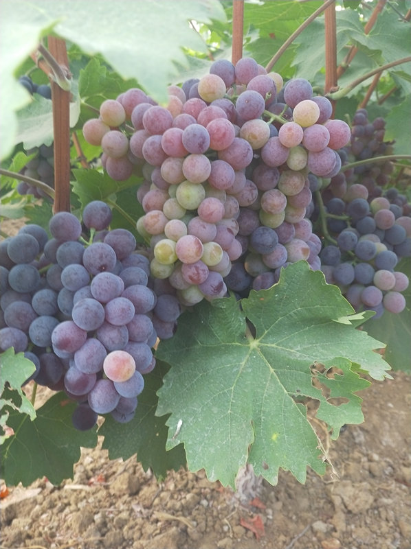 004_副本.jpg 004_副本.jpg