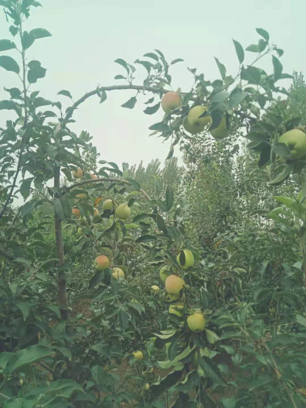 006_副本.jpg 006_副本.jpg