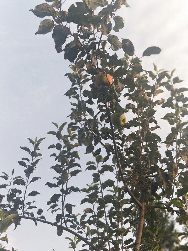 008_副本.jpg 008_副本.jpg