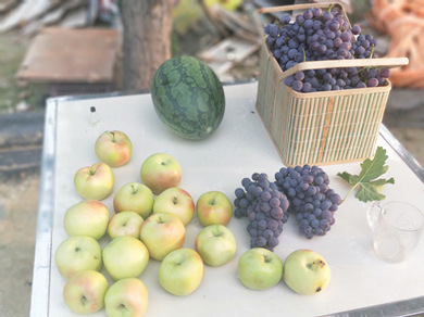 吃新鲜葡萄、苹果，来新寺村鹏涛休闲采摘园，带你体验不一样的采摘乐趣！